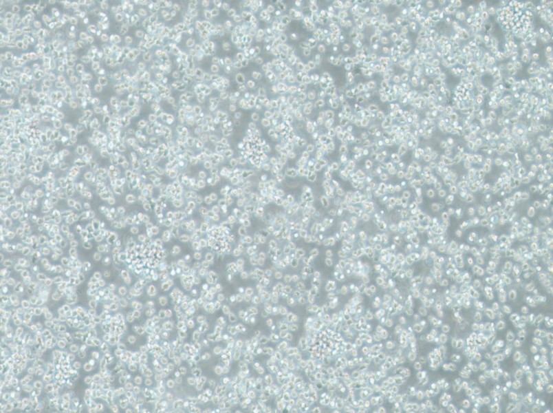 TK6 Cell Complete Medium-searchlist-1