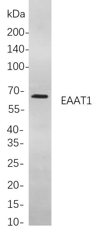 Recombinant EAAT1 Monoclonal Antibody-searchlist-1