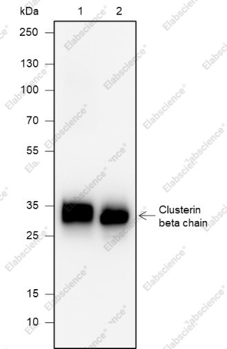 Recombinant Clusterin beta Chain Monoclonal Antibody - 1