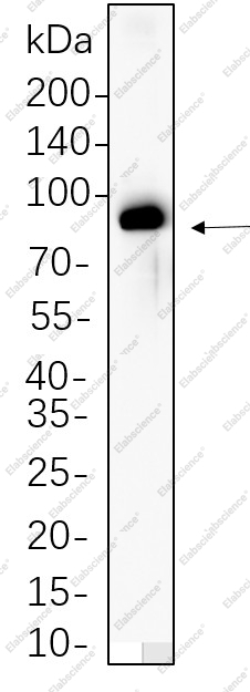 Recombinant Phospho-Raf-B (Thr401) Monoclonal Antibody - 1