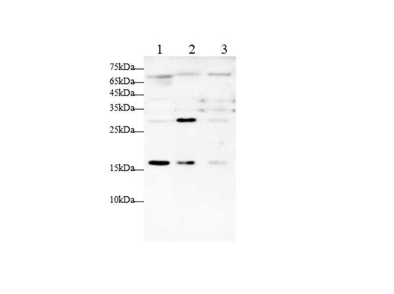 AF/LE Purified Anti-Mouse CD274/PD-L1 Antibody[10F.9G2]-产品推荐-1