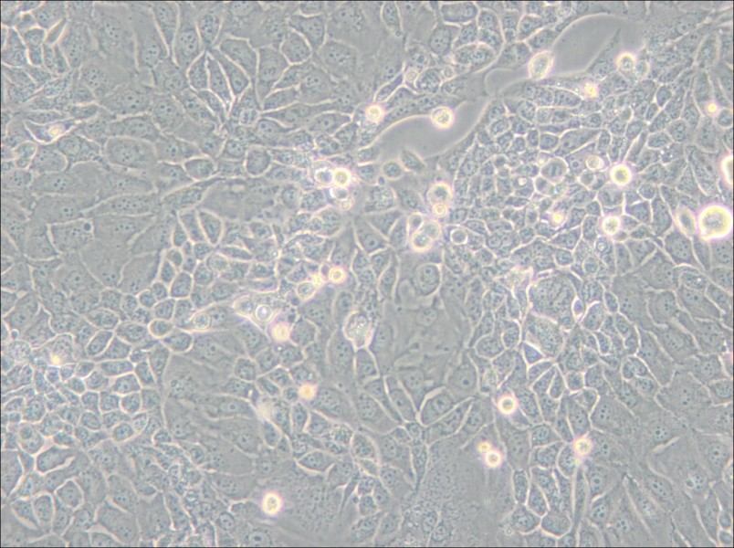 Panc 10.05 Cell Complete Medium - 4
