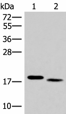 Western blot analysis of Mouse liver tissue and Human tonsil tissue lysates  using IL36A Polyclonal Antibody at dilution of 1:300