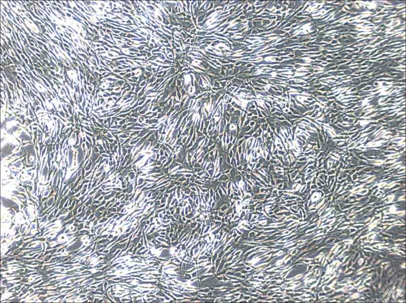 YUMM1.1 Cell Complete MediumYUMM1.1 Cell Complete Medium - 2