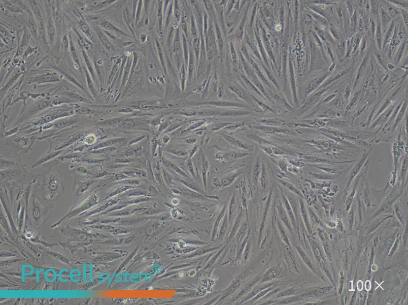 A7r5 Cell Complete Medium - 1