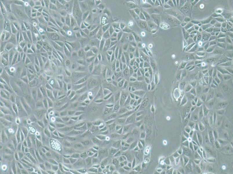 Panc 05.04 Cell Complete MediumPanc 05.04 Cell Complete Medium - 2