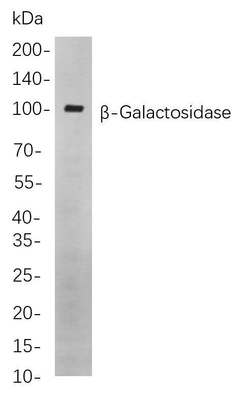 Recombinant β-Galactosidase Monoclonal Antibody-searchlist-1