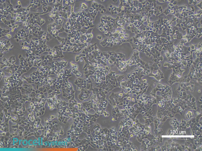 Beta-TC-6 Cell Complete Medium - 3