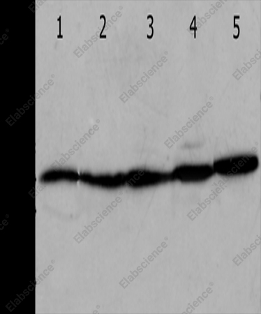 ANXA5 Polyclonal Antibody - 1