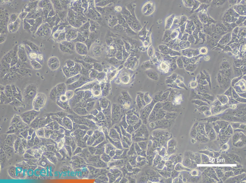 NCI-H1623 - 4