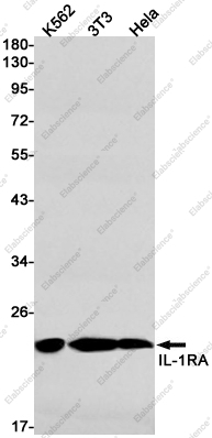 Recombinant IL-1 Receptor Antagonist Protein Monoclonal Antibody - 1
