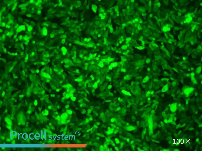 CHO-K1-GFPCHO-K1-GFP - 2