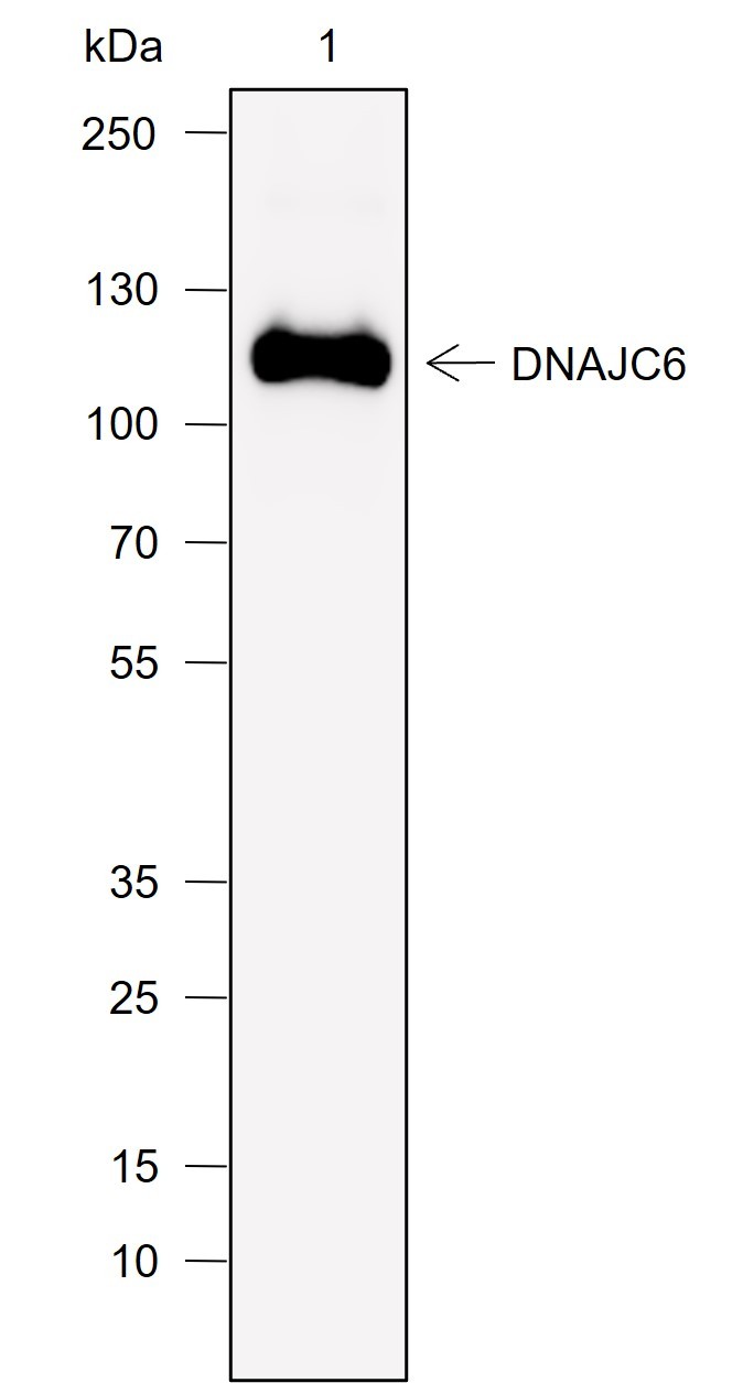 Recombinant DNAJC6 Monoclonal Antibody-searchlist-1