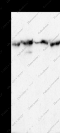 HSP90B1 Polyclonal Antibody - 1