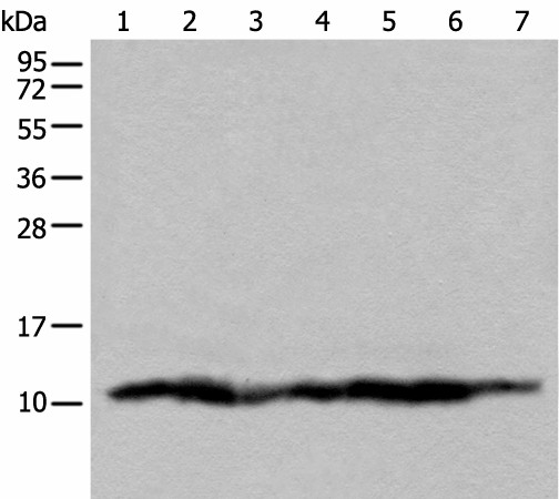 Western blot analysis of 293T cell lysates  using UQCRQ Polyclonal Antibody at dilution of 1:450