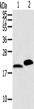 Western Blot analysis of Mouse skin and heart tissue using MYL2 Polyclonal Antibody at dilution of 1:800