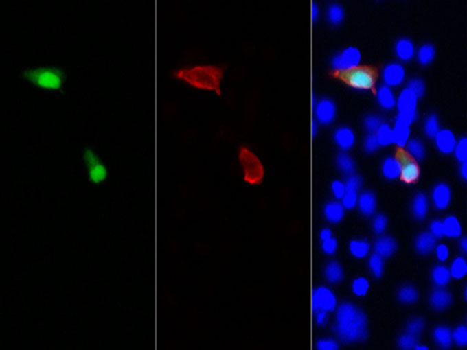 Immunofluorescent analysis of 293F cells transfected with the HA-GFP, using anti-HA-Tag Polyclonal Antibody at 1:800 dilution.