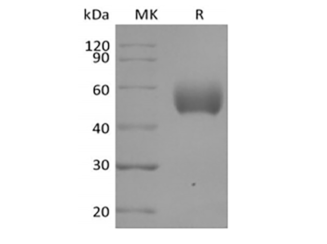 Immobilized Human SIRPA-6His at 10ug/ml (100 ul/well) can bind Anti-Human SIRPA mAb-Fc. The ED50 of Anti-Human SIRPA mAb-Fc is 15.1 ng/ml.