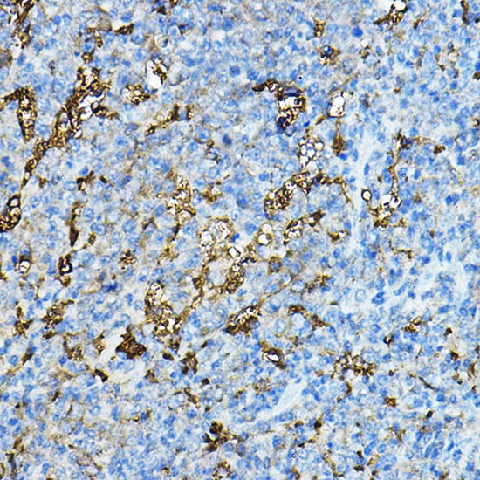 Immunohistochemistry of paraffin-embedded mouse spleen using NXPH4 Polyclonal Antibody at dilution of 1:100 (40x lens).Perform microwave antigen retrieval with 10 mM PBS buffer pH 7.2 before commencing with IHC staining protocol.