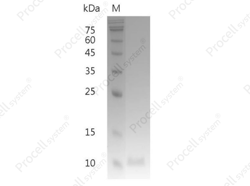 IL-13/NC30, Human, Recombinant