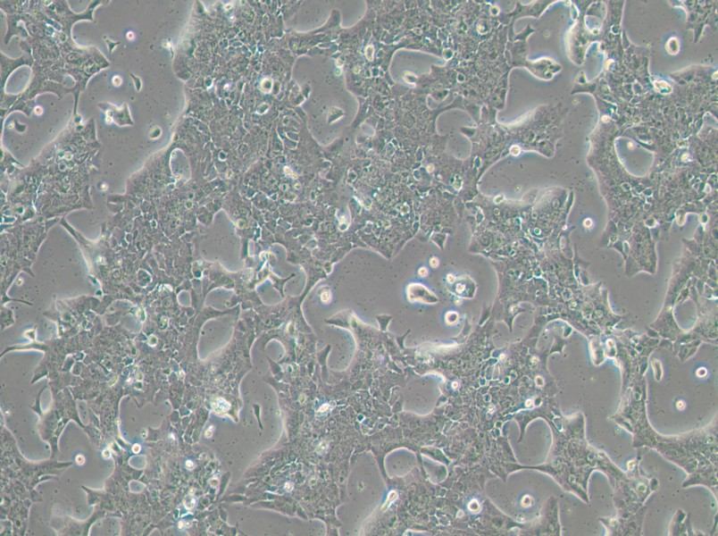 UPCI-SCC-090 Cell Complete Medium - 3