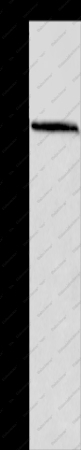 HOMER1 Polyclonal Antibody - 1