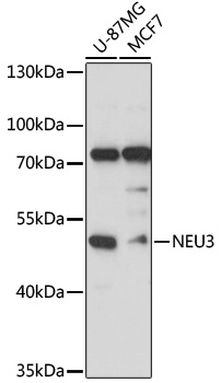 Western blot analysis of extracts of various cells using NEU3 Polyclonal Antibody at 1:3000 dilution.