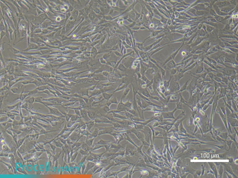 Human Umbilical Cord Blood Mesenchymal Stem Cell Complete Medium - 1