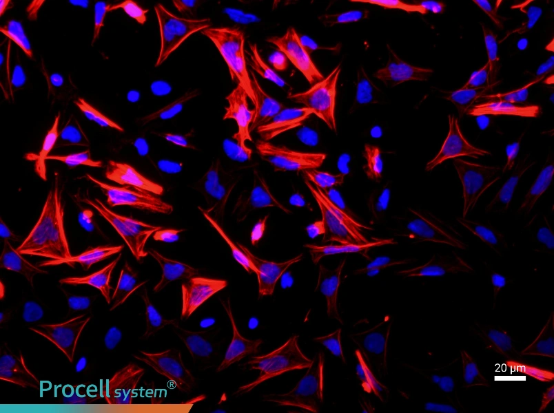 Mouse Small Intestinal Smooth Muscle Cell Complete MediumMouse Small Intestinal Smooth Muscle Cell Complete Medium - 2