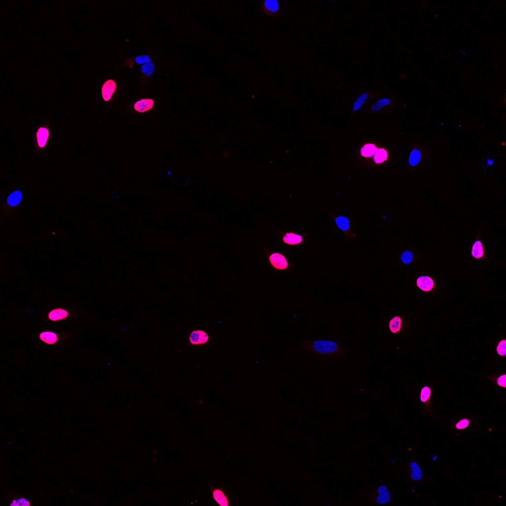 Immunofluorescence analysis of Hela cells (treated with 0.03mg/ml BrdU for 40 min) using Brdu Monoclonal Antibody at dilution of 1:100.