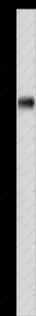 APLP1 Polyclonal Antibody - 1