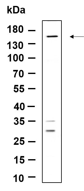 Recombinant Drosha Monoclonal Antibody-searchlist-1