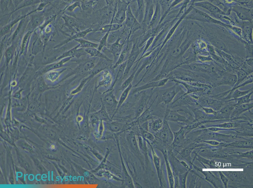 Mouse Adipose-derived Mesenchymal Stem Cells - 5