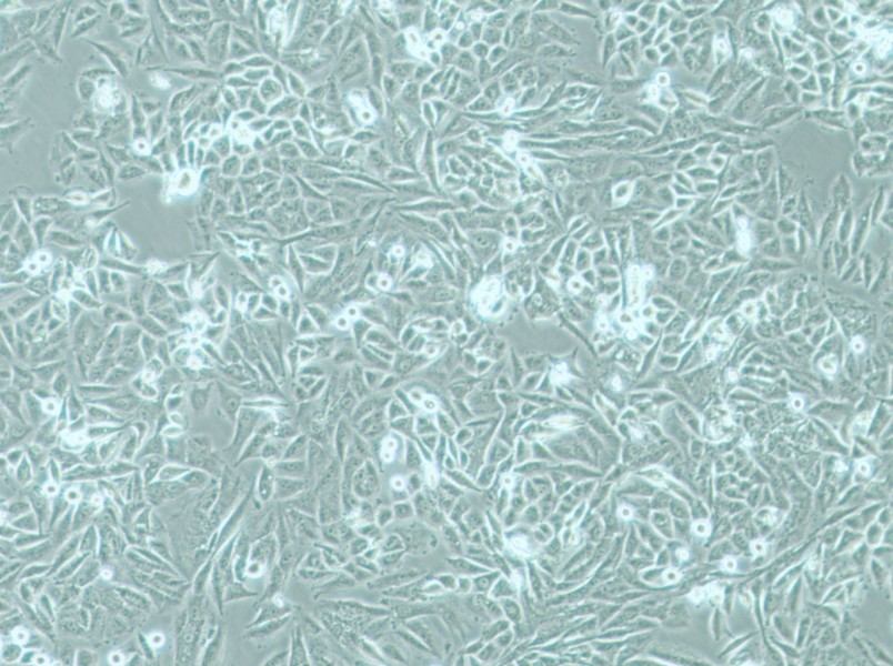 PSN1 Cell Complete Medium-searchlist-1