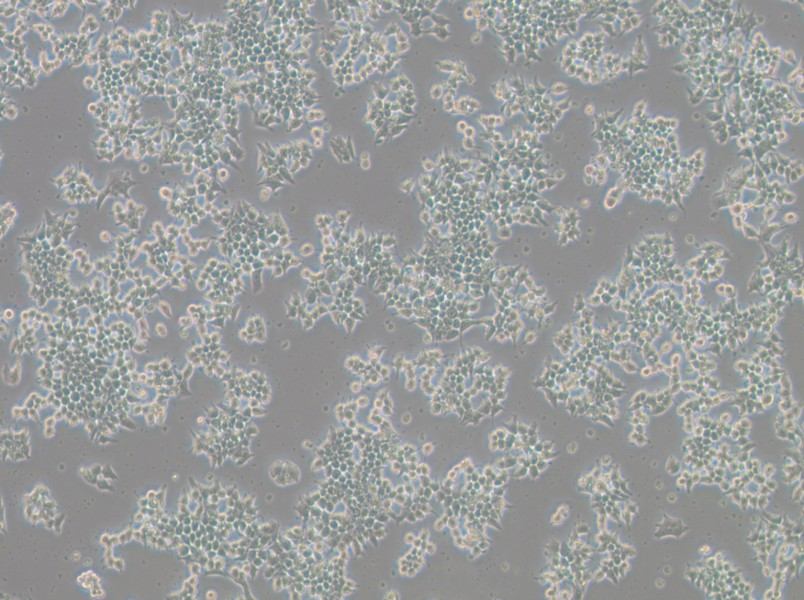 266-6 Cell Complete Medium-searchlist-1