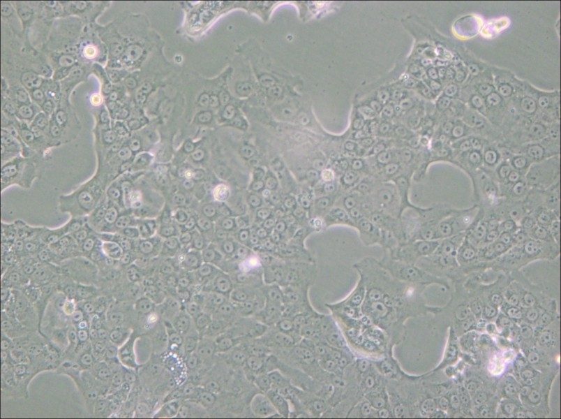 Capan-1 Cell Complete Medium - small - 6