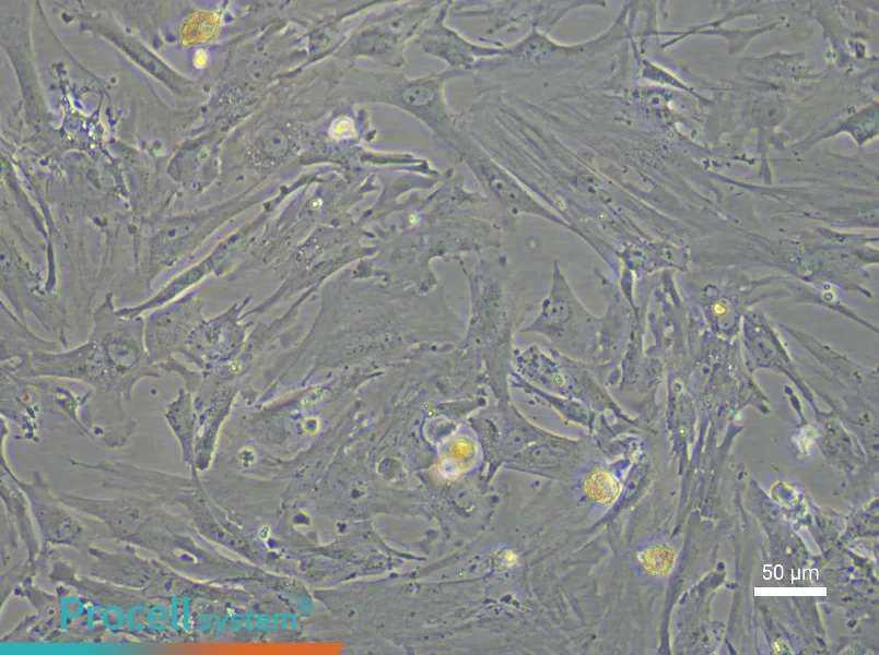 Mouse Mammary Fibroblast Complete Medium - 4