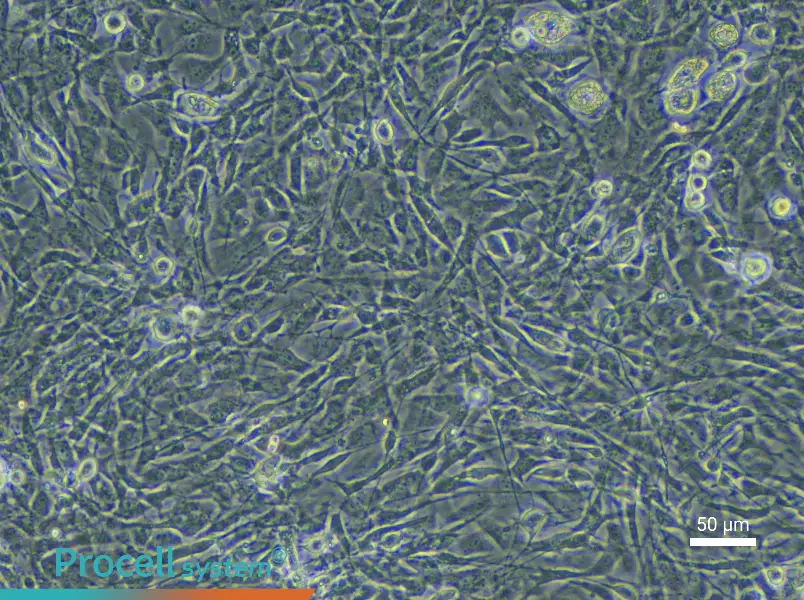 Mouse Skeletal Muscle Fibroblast Complete Medium - 5