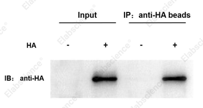 Anti-HA Nanobody Immunomagnetic Beads - 1
