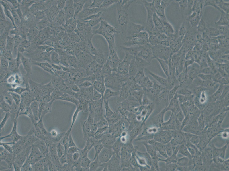 HTR-8-Svneo Cell Complete Medium - small - 5