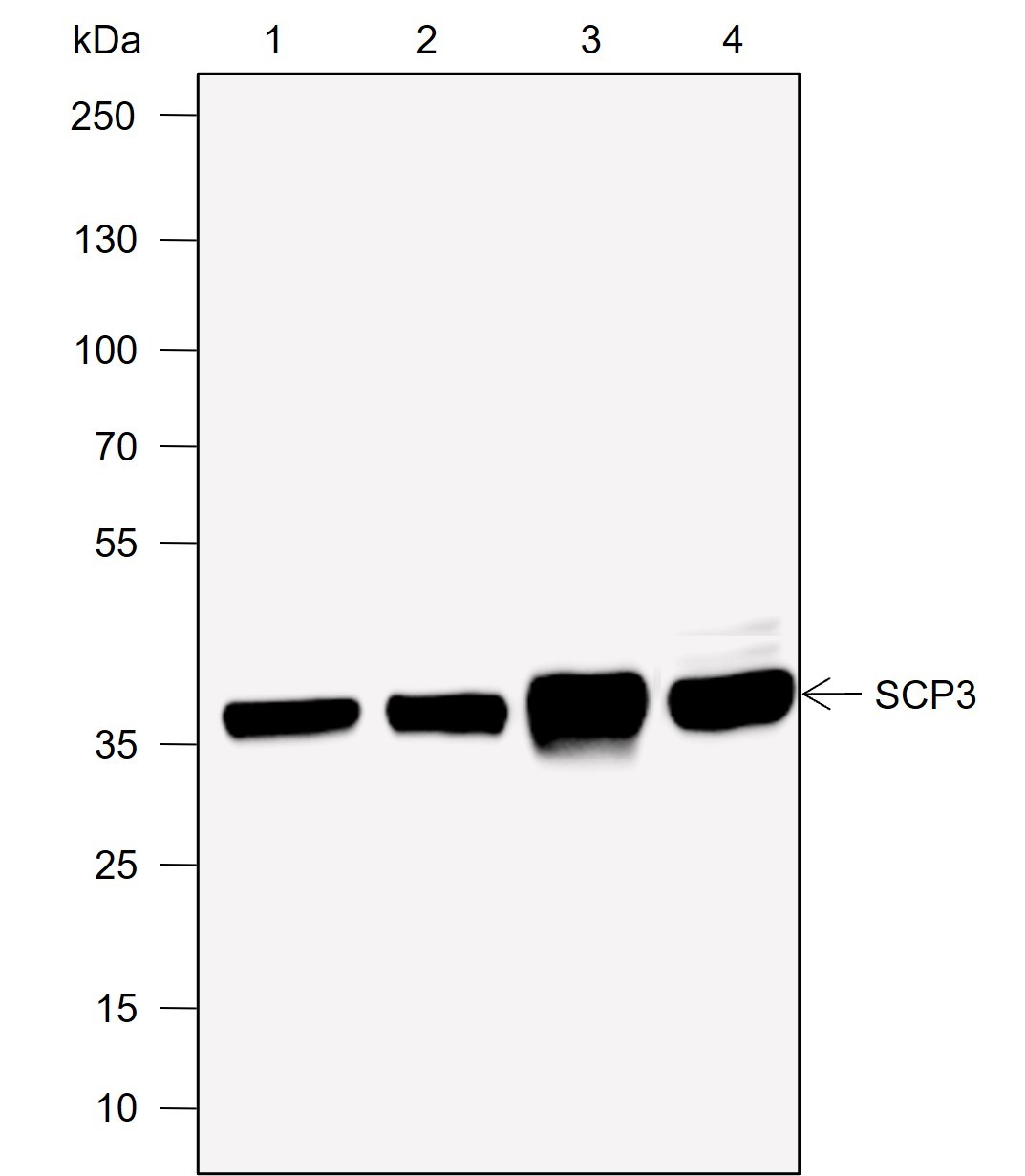 Recombinant SCP3 Monoclonal Antibody-searchlist-1