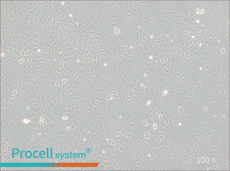 WB-F344 Cell Complete Medium - 1