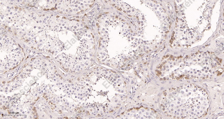 Recombinant Hsp90 Monoclonal Antibody - 2