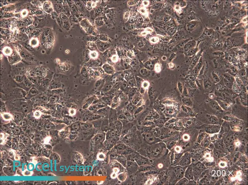 HTh83 Cell Complete Medium - 5