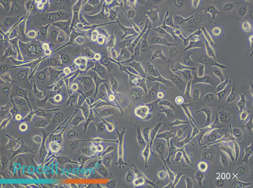 TE-1 Cell Complete Medium - small - 4