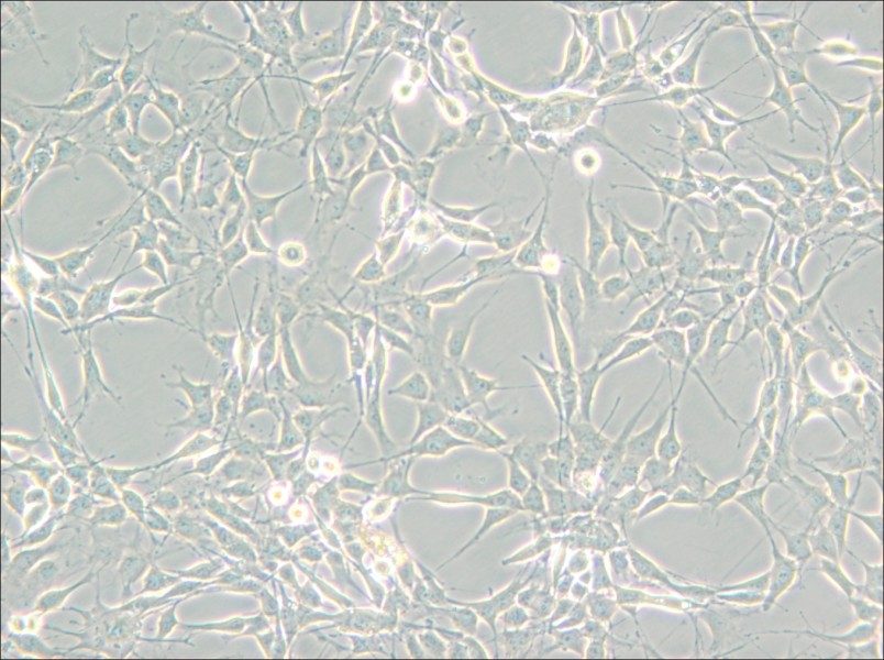 RG2[D74] Cell Complete Medium - 5