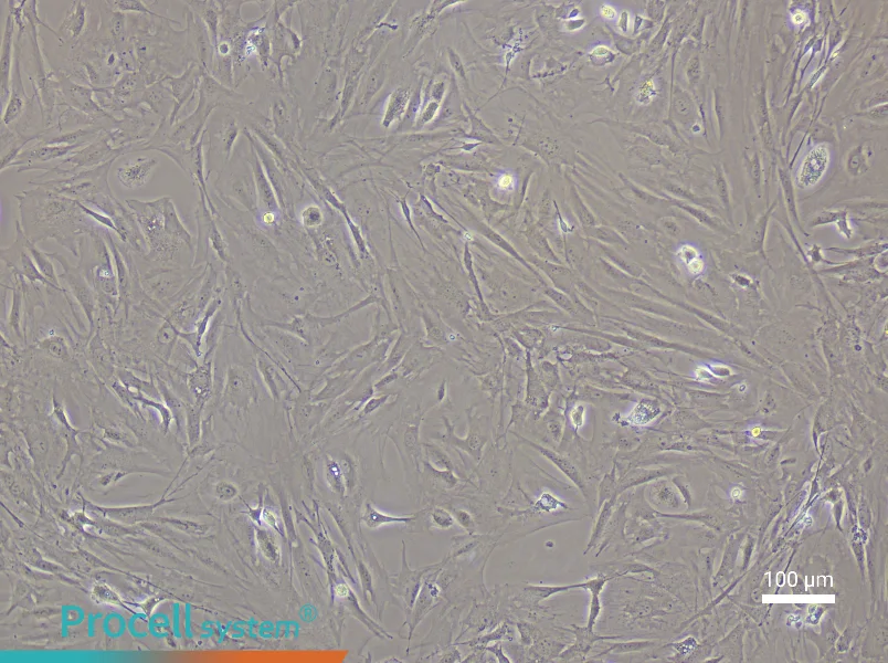 Mouse Brain Fibroblast Complete Medium - 3