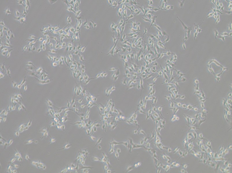 B16-F10 Cell Complete Medium - small - 6