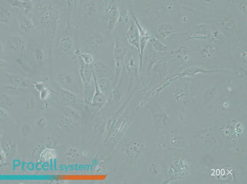 SRA01/04 Cell Complete Medium - 6