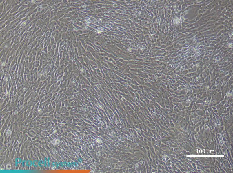 Mouse Ovarian Granulosa (Primary cell immortalization) Cell Complete Medium